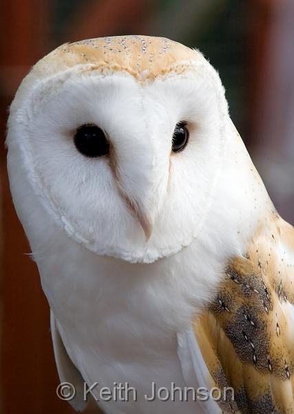 Barn Owl (Close).jpg